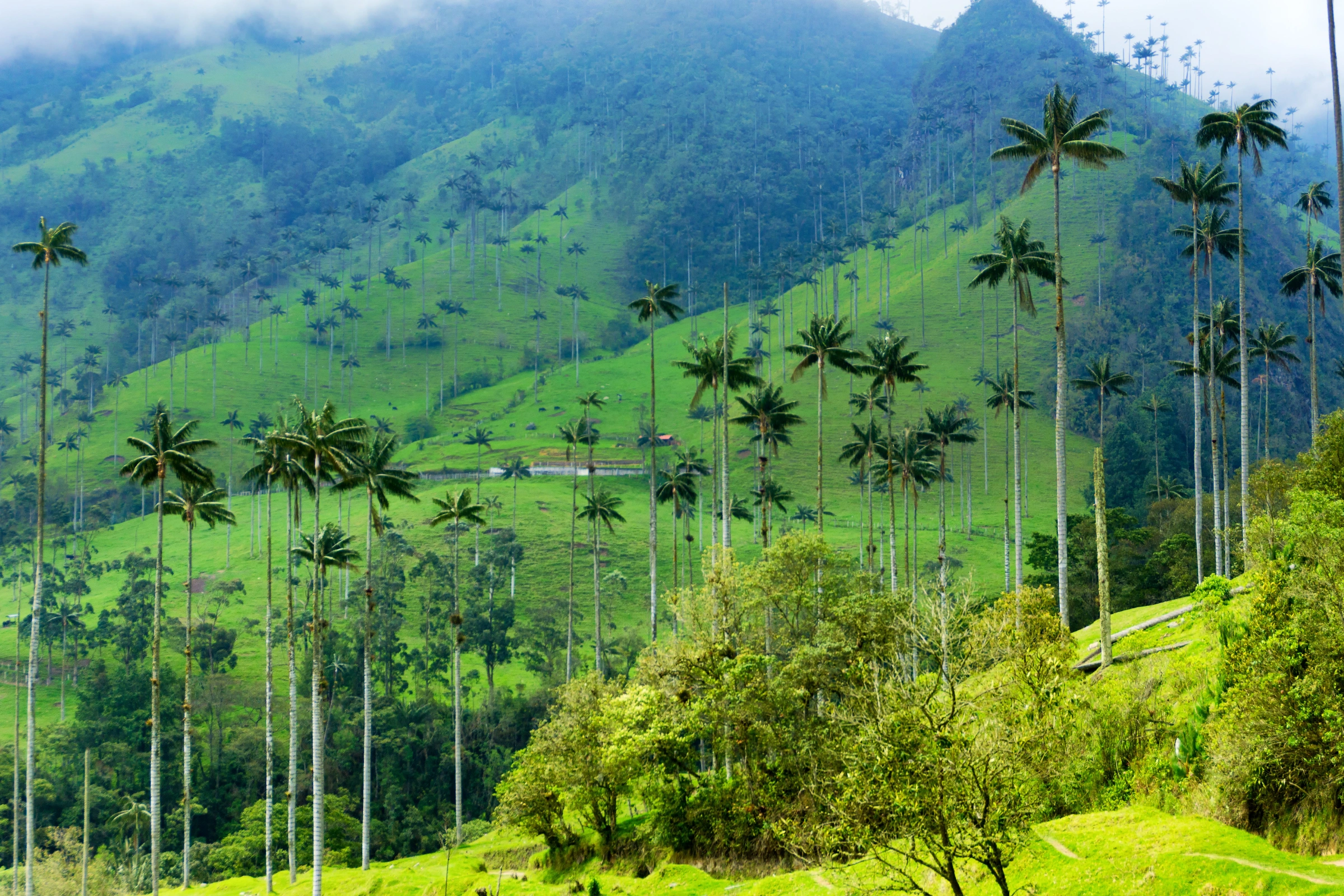 Cocora_Valley_National_Park[1].webp